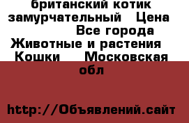 британский котик замурчательный › Цена ­ 12 000 - Все города Животные и растения » Кошки   . Московская обл.